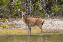 Key Deer Portrait von John Bailey