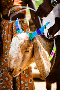 Painted Horns. by Tom Hanslien