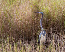 Tricolored Heron Peeping Over the Rushes by John Bailey