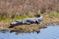 Smiling Gator von John Bailey