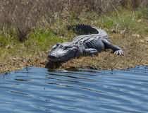 Gator Smile von John Bailey