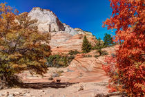 Bright Fall Colors At Zion von John Bailey