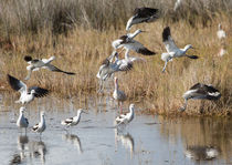 Avocets Take-off by John Bailey