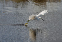 Snowy Egret Wind Sailing von John Bailey