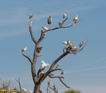 The Bird Tree von John Bailey