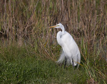 His Majesty The Great Egret by John Bailey