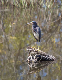 Attention Fellow Wildlifers by John Bailey