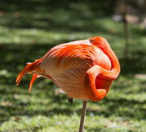 Pink And Orange Ball von John Bailey