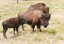 Bison Mom And Son von John Bailey