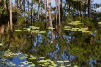 Lily Pads Floating On Reflections von John Bailey