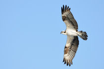 Osprey flying by Bradford Martin