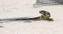 Day Of The Iguana by John Bailey