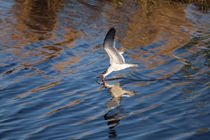 Black Skimmer On The Hunt by John Bailey