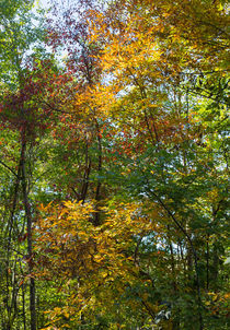 Colorful Leaves von John Bailey