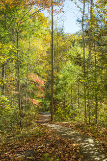 Inviting Footpath by John Bailey