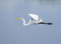 Great Egret In Flight von John Bailey