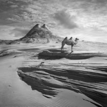 Camel Hill by Dariusz Klimczak