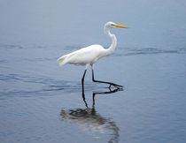 A Stroll In The Marsh by John Bailey