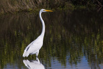 Great Egret Standing Out von John Bailey