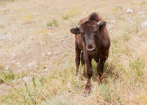 Curious Young Bison by John Bailey