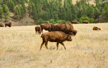 Families Of Bison von John Bailey