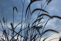 Big blade of grass under blue sky von amineah