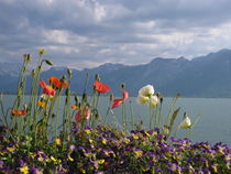 Floral Coast von amineah