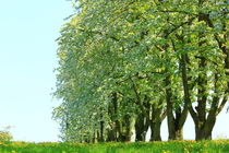 Trees von amineah