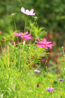 Flower bed von amineah