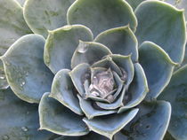 Echeveria by amineah