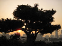 Tree in the backlight IV by amineah