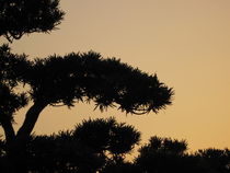 Tree in the backlight II by amineah