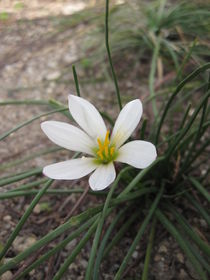 Small White Flower by amineah