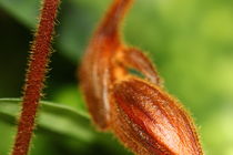 Brown Bud by amineah