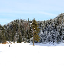 Winterwald von jaybe