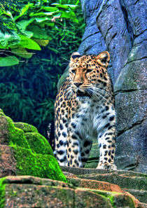 The leopard  von Doug McRae