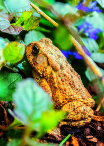 Our Backyard Visitor by Jon Woodhams