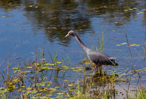 Little Blue Heron Gone Fishing by John Bailey