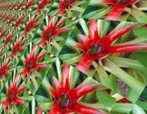 Guzmania von Leopold Brix