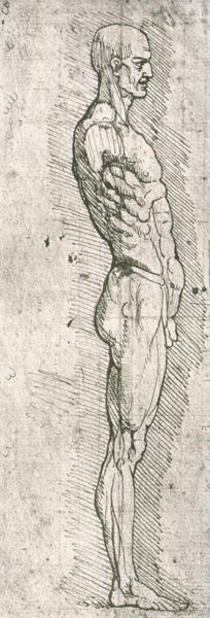 Anatomische Studie von Leonardo Da Vinci