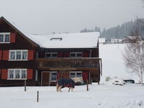 Pferd im Schnee von m-i-ma