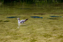 He Swims With The Fishes von John Bailey