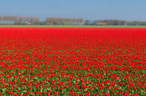 tulip field von hansenn