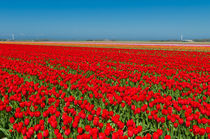 tulip field von hansenn