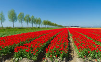 tulip field von hansenn