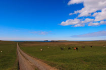 Iceland horses - Islandpferde - Island von Jörg Sobottka