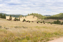 Buffalo Herd by John Bailey