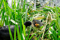 Adult Coot Feeding a Young Chick by Rod Johnson