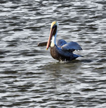 Brown Pelican von Louise Heusinkveld