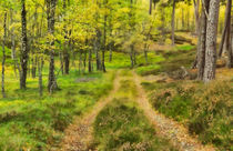 Track Through the Woods von Louise Heusinkveld